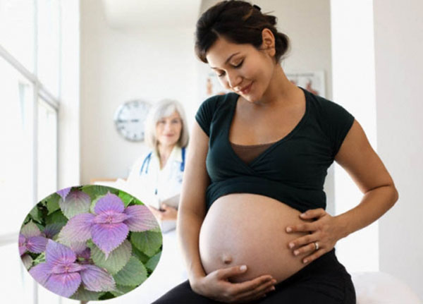 Uống nước tía tô khi mang bầu có ảnh hưởng gì tới sức khỏe không ?