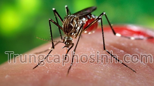 canh-bao-Virus-Zika